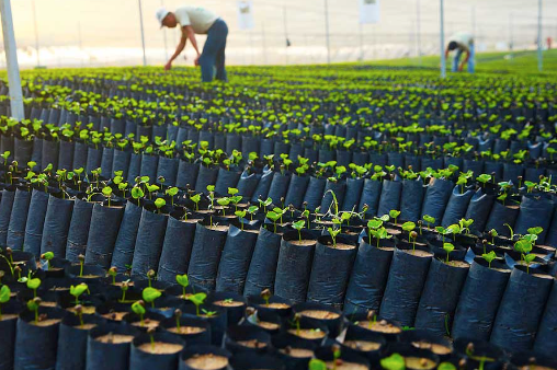 Stock de bolsas para vivero ProgruPACK