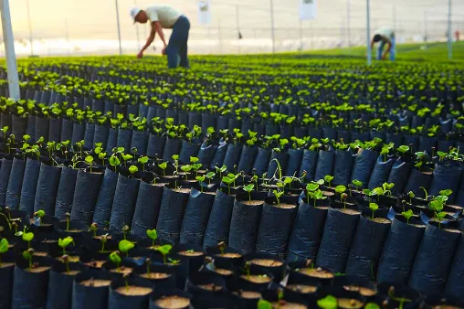 Productos biodegradables ProgruPACK Fábrica de bolsas de plástico