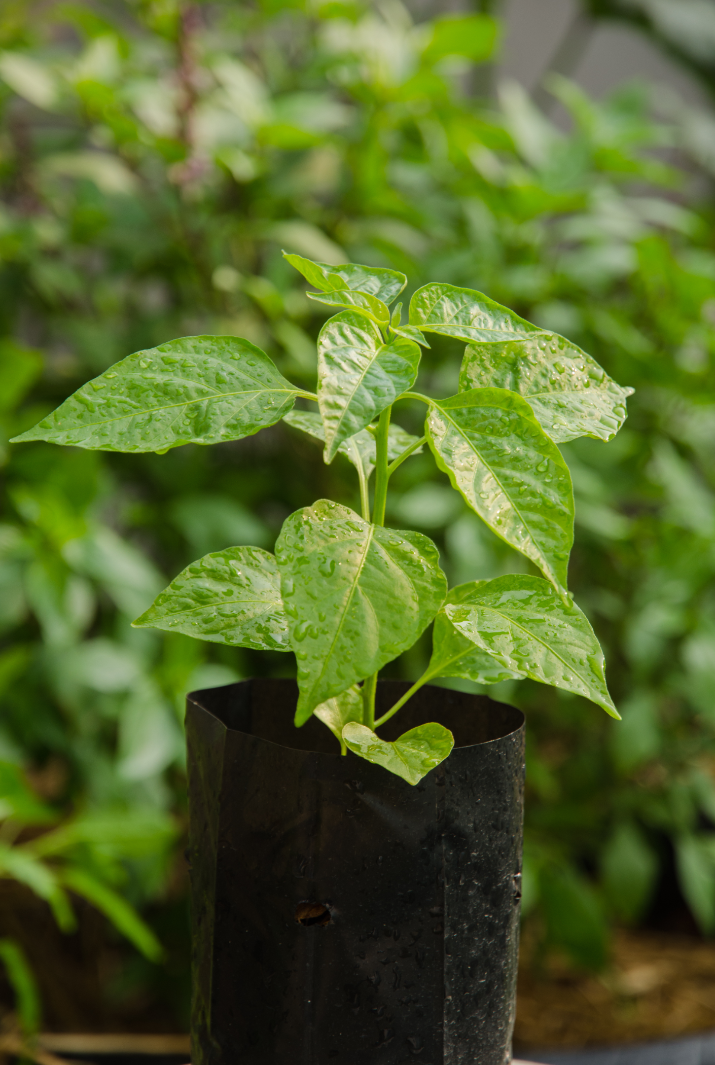 bolsa para vivero negra
