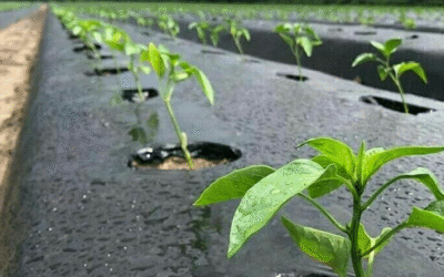 Beneficios del Acolchado Agrícola: Eficiencia y Sostenibilidad en tus Cultivos