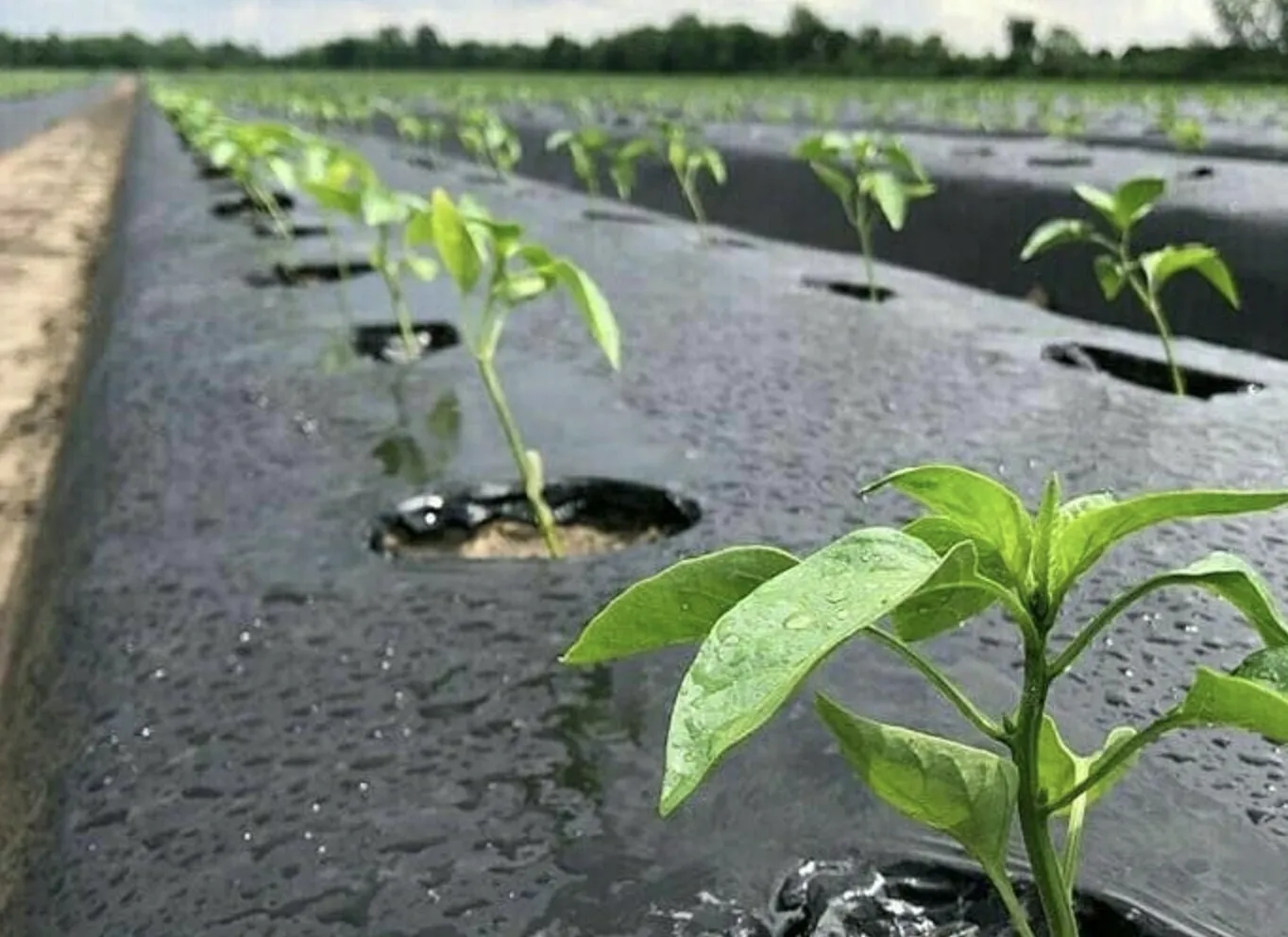 Bolsas agrícolas para cultivo