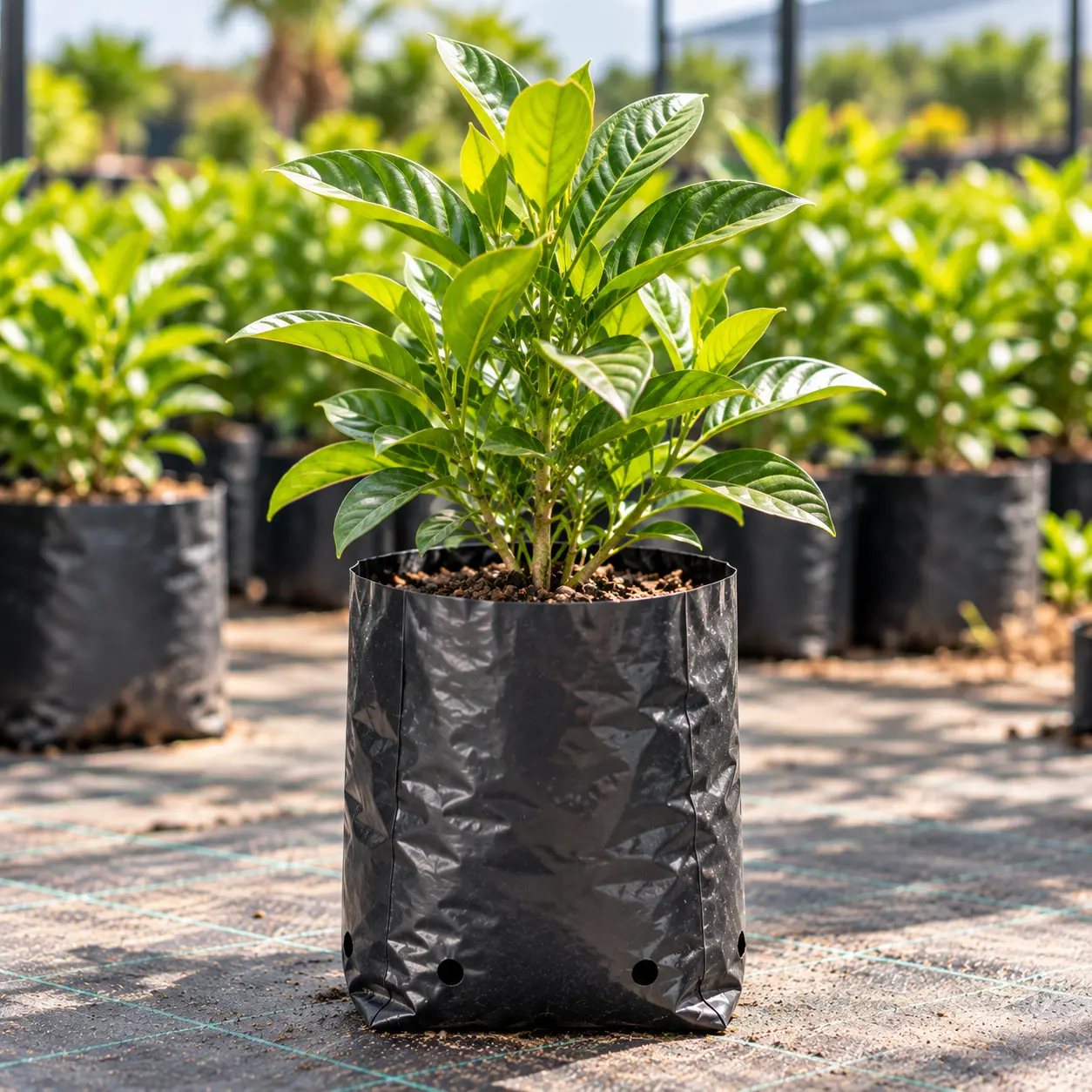 Bolsa para vivero con plantas listas para trasplante